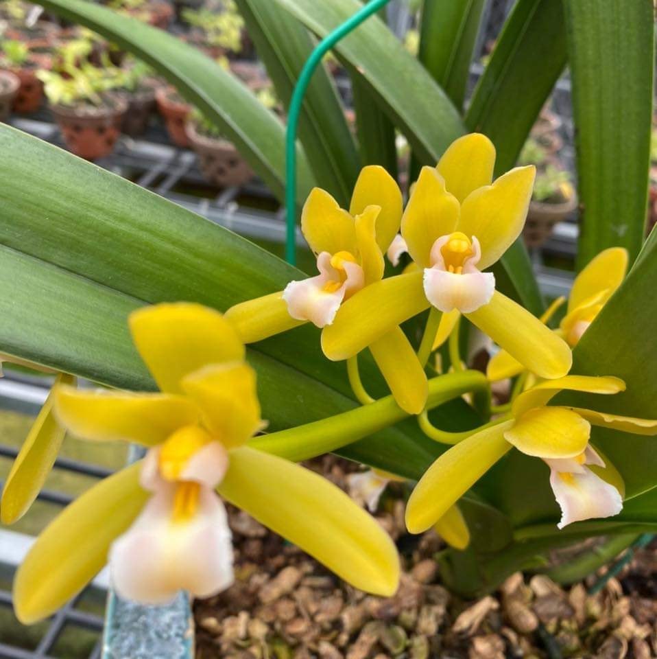 Lan Kiếm Vàng Củ Chi 🍀FREESHIP🍀 Vàng Tây Ninh [ Chậu Lớn ]