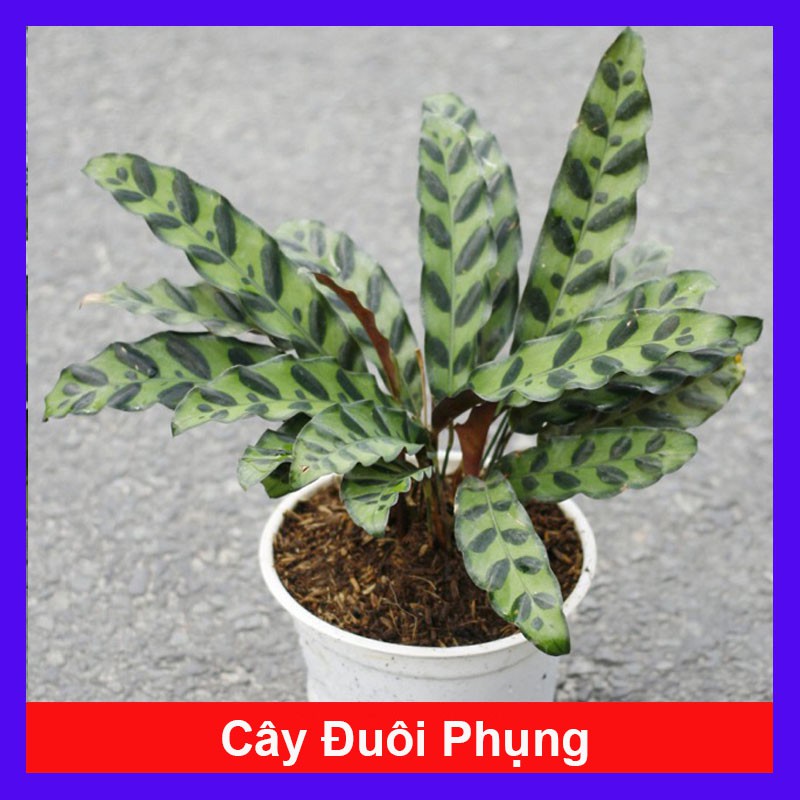 Cây Đuôi Phụng - cây cảnh mini - caykiengsadec mau lớn
