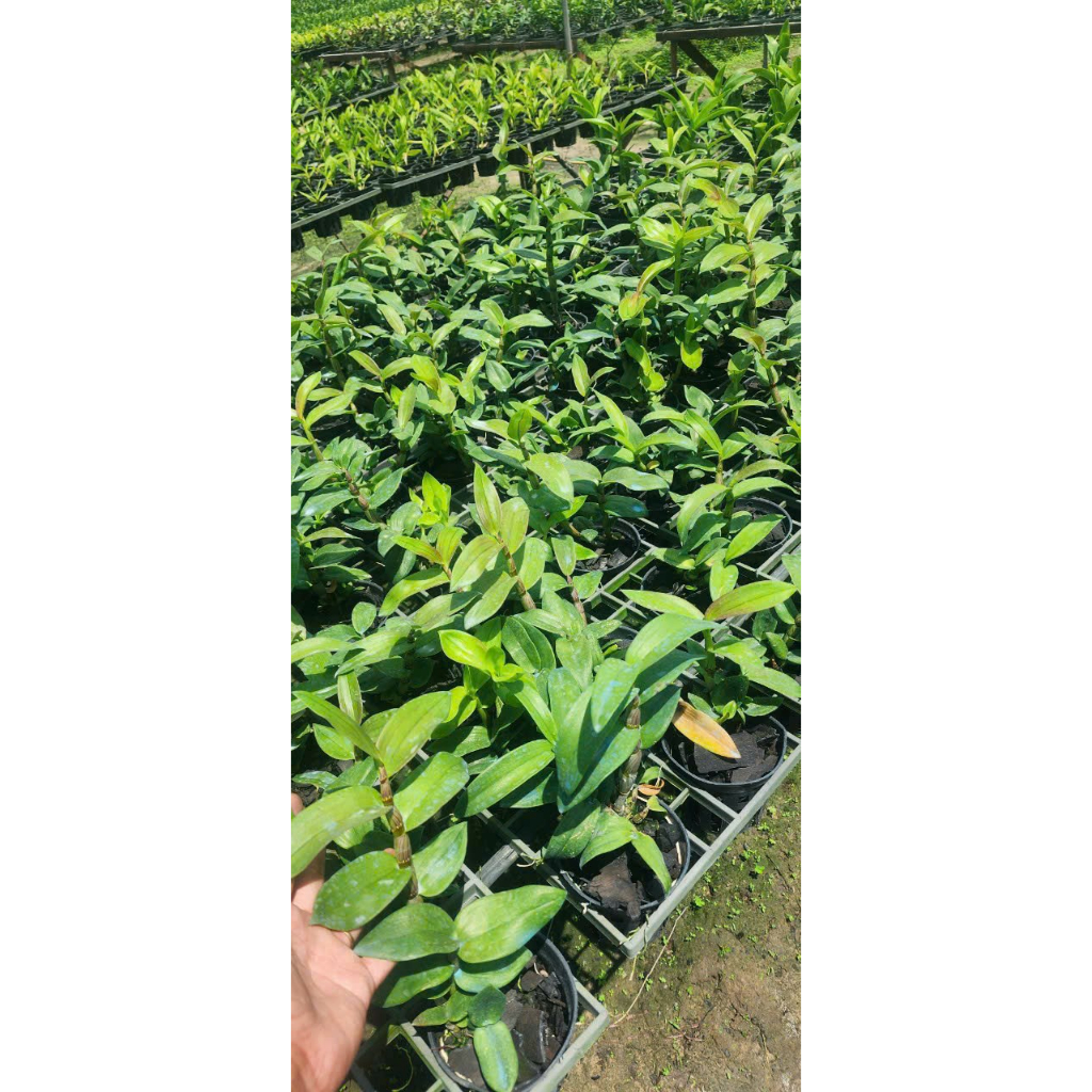 Hoa Lan Dendro Channel hoa thơm, chậu cây trưởng thành