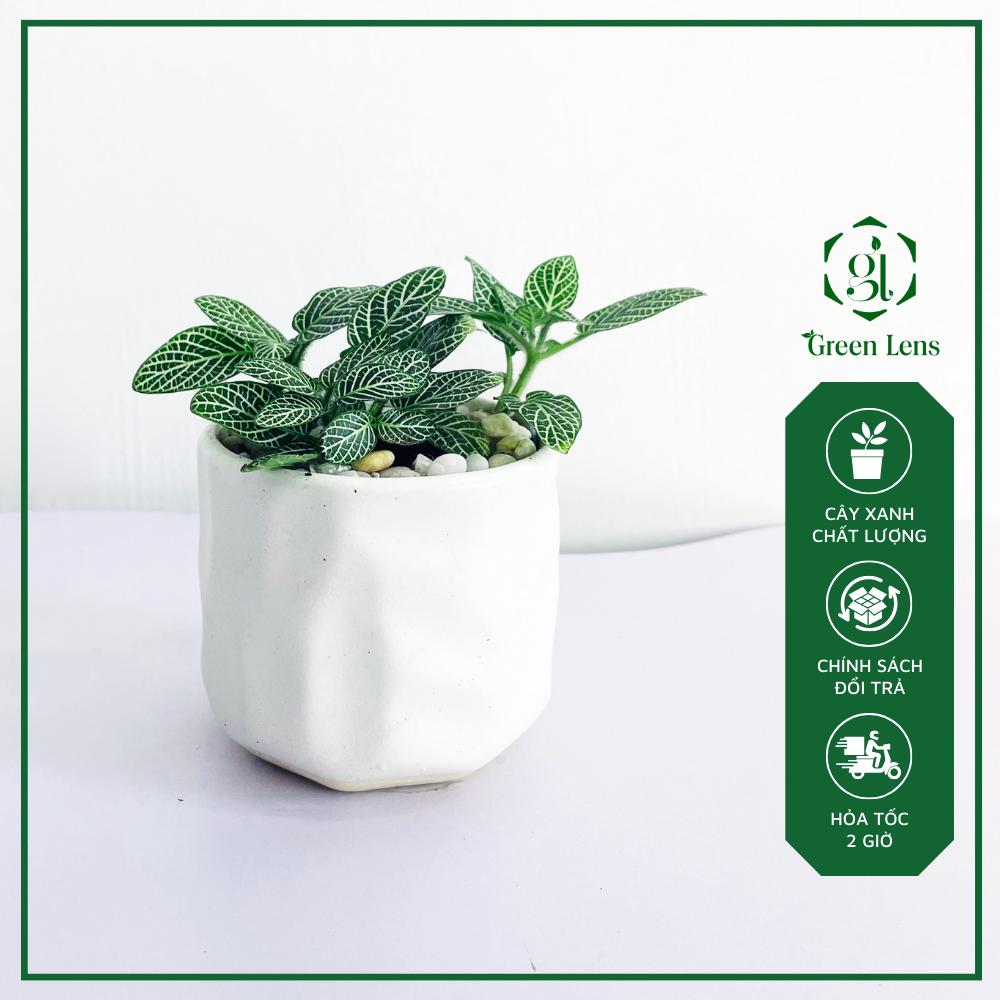 Cây Cẩm Nhung - Fittonia - lá may mắn GREEN LENS cây cảnh, cây để bàn thu hút may mắn và giảm các tia bức xạ