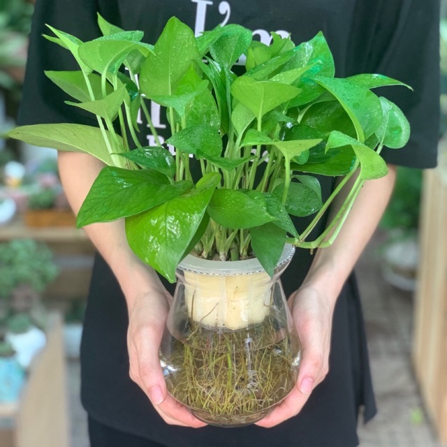 Chậu cây trầu bà thuỷ canh
