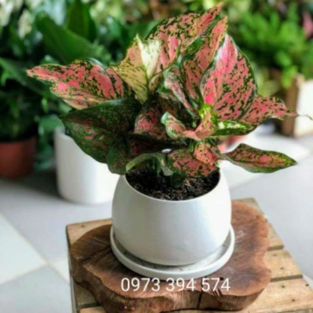 Cây vạn lộc tía- cây thiên phú- mang may mắn tài lộc sức khỏe, cam kết hàng đúng mô tả, chất lượng đ