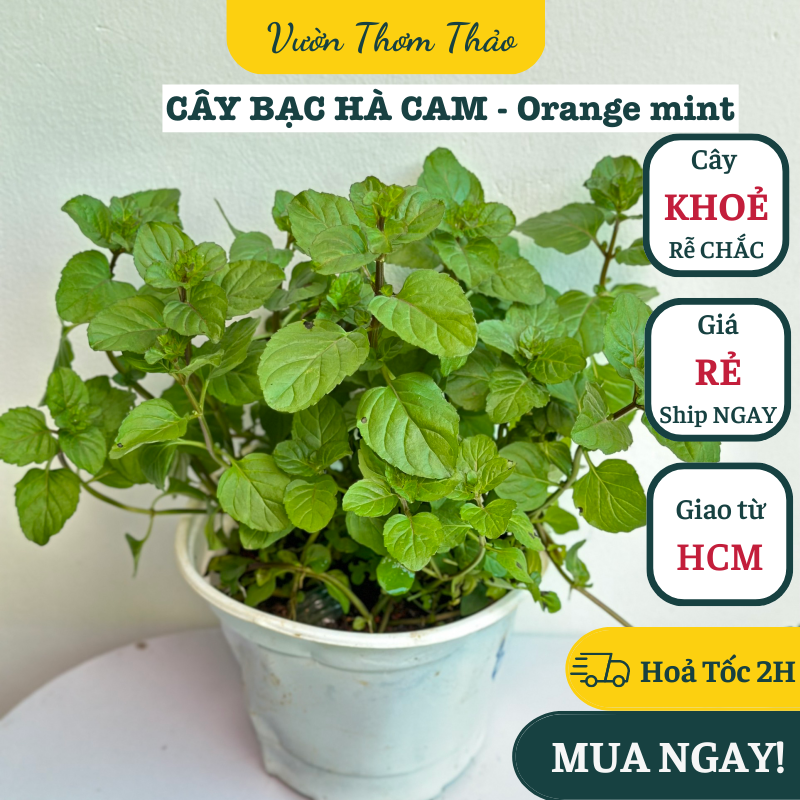 CHẬU CÂY BẠC HÀ CAM- Orange Mint, thơm mùi bạc hà mix cam quýt ,, cây gia vị Âu, cây hương liệu đuổi muỗi trồng chậu nhựa có sẵn bầu đất trồng, Vườn Thơm Thảo