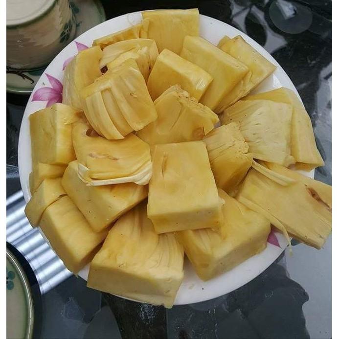 Cây giống mít không hạt - Cây trong bầu