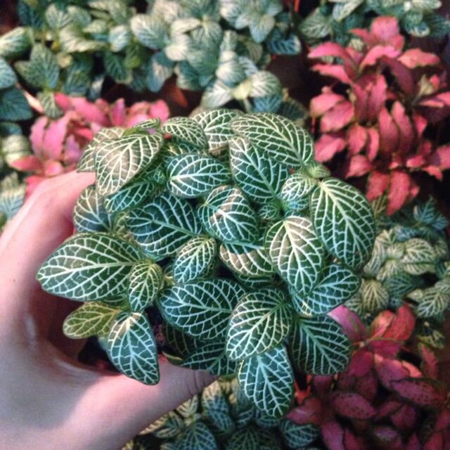 Cây Cẩm Nhung, Cây May Mắn Hay Fittinia