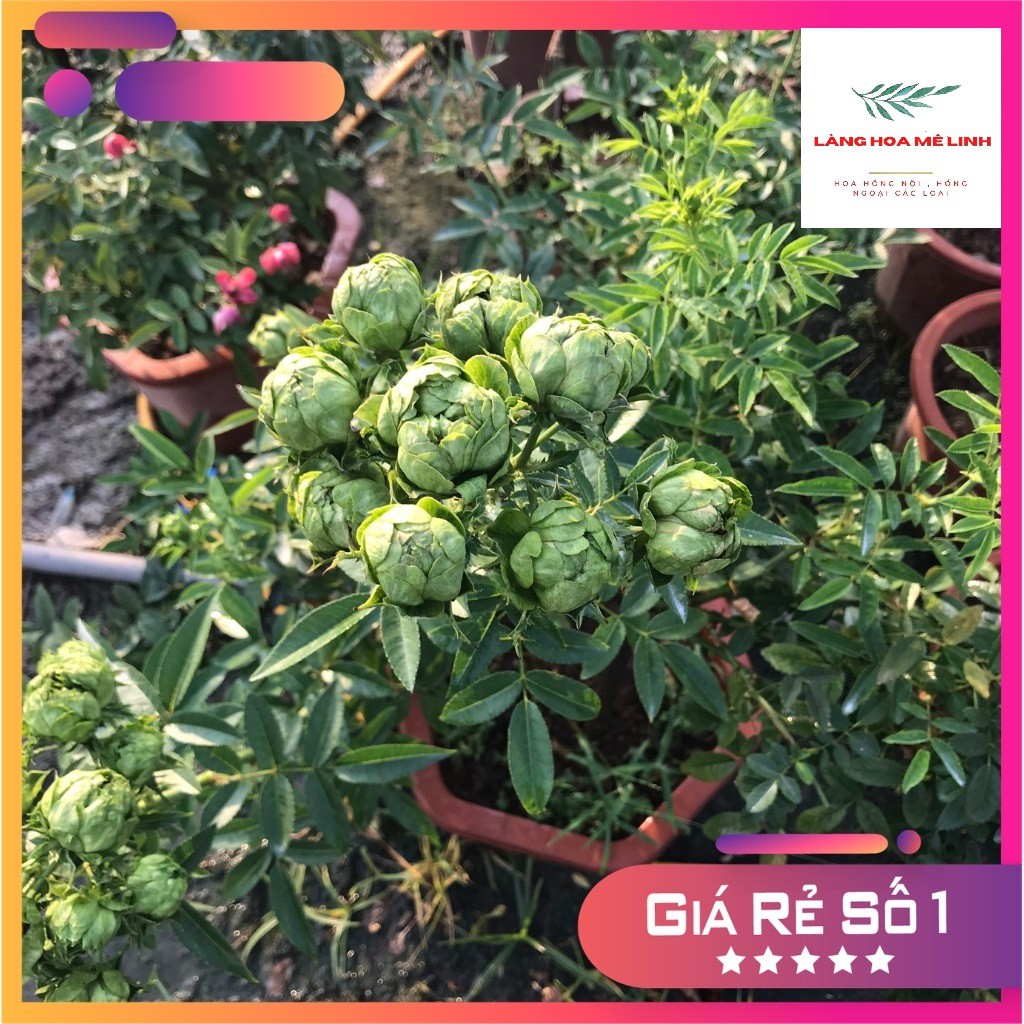 Hoa hồng trứng đỏ hoặc xanh [️⭐SIÊU HOA - HẠT DẺ️⭐ ] - dễ chăm sóc, hoa quanh năm.