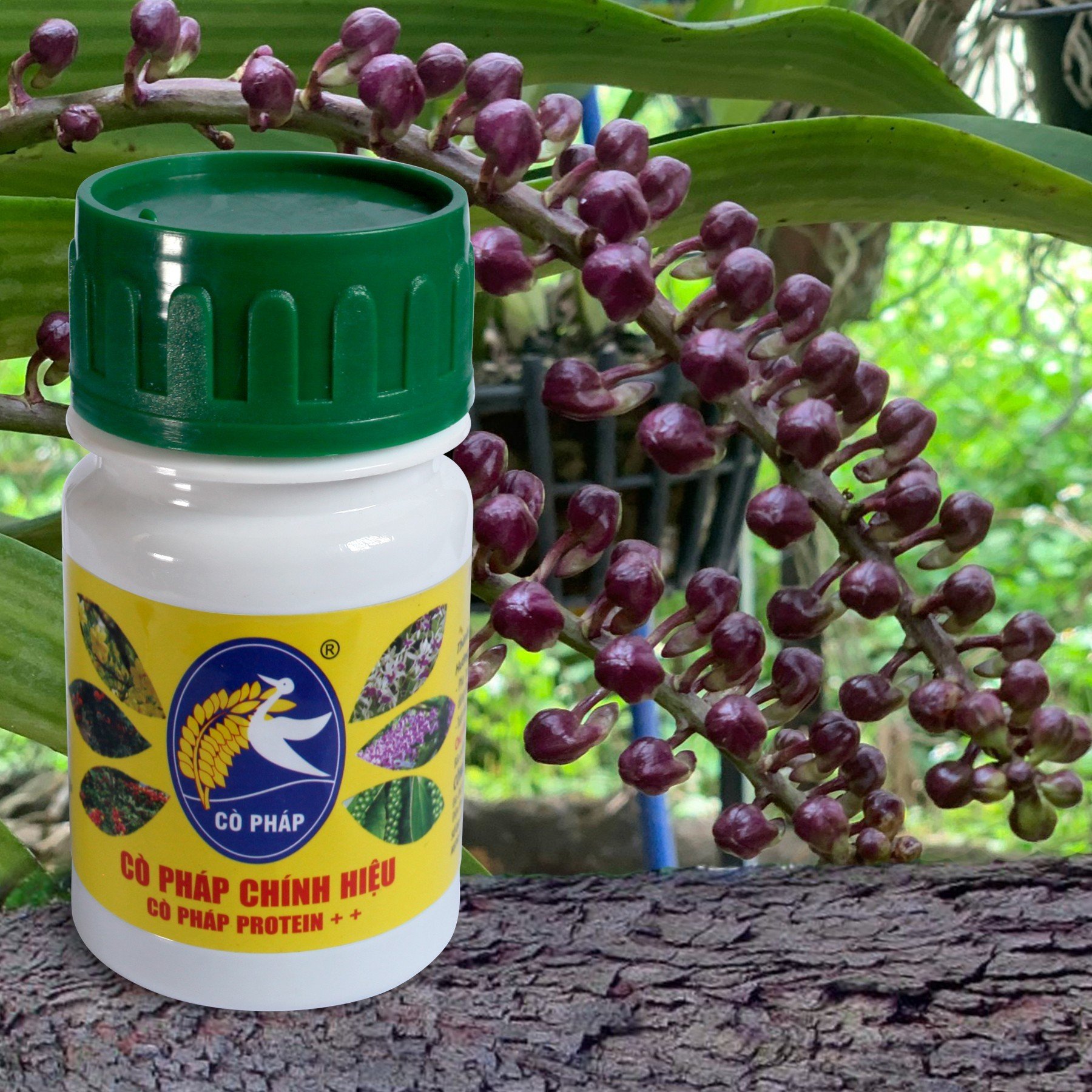 Phân bón protein++ đạm dinh dưỡng hữu cơ dành cho cây lan