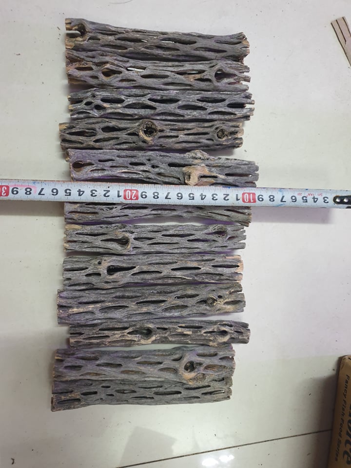 [HCM]Lũa xương rồng Cholla Cactus size 15 cm trang trí bể tép cá chuồng hamster thú cưng