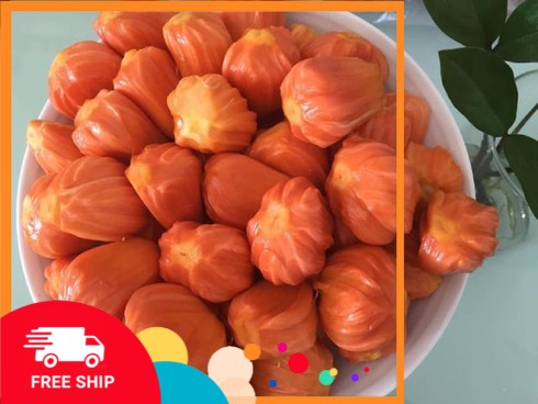 Cây giống mít malaysia ruột đỏ, sơ đỏ, quả dài