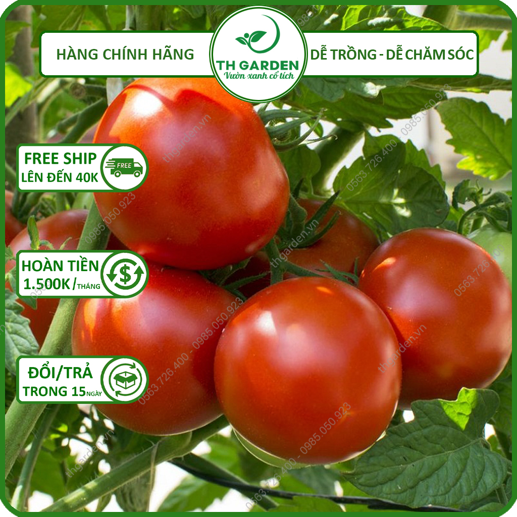 Hạt Giống Cà Chua Chịu Nhiệt TH Garden - Hạt Giống F1 Thích Ứng Mọi Loại Thời Tiết, Quả To Ngon Năng Suất Cao