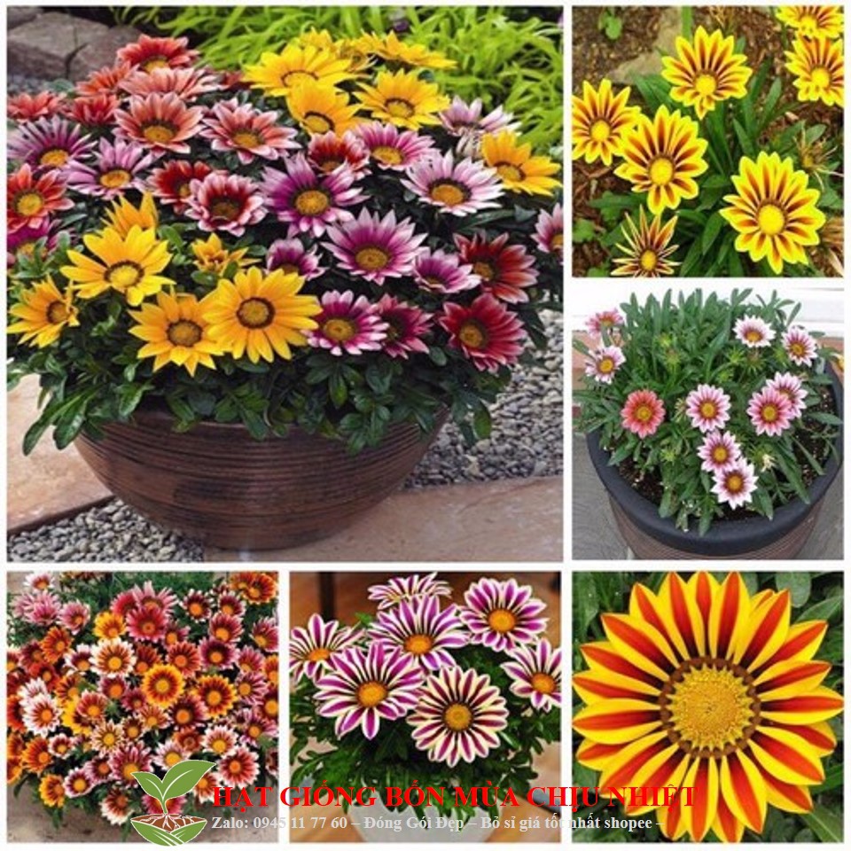 HG4D GÓI 20 Hạt Giống Hoa Cúc Huân Chương Đến Mùa Trồng Tết