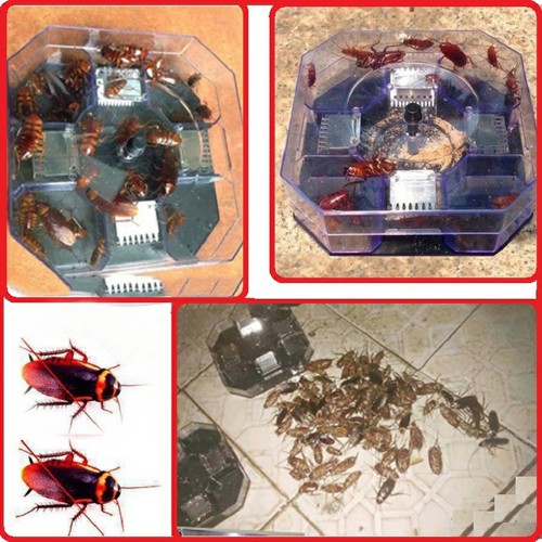 Combo 02 máy bắt gián triệt để