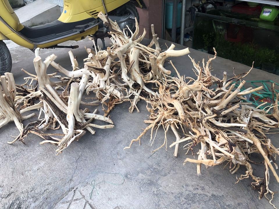 Lũa hải sơn quỳ