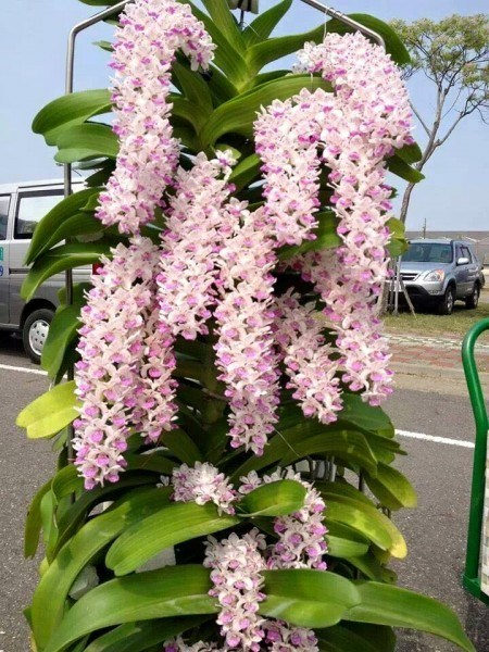 Lan Đai Châu 🍀FREESHIP🍀( Ngọc điểm ) Rừng Thuần Chậu.