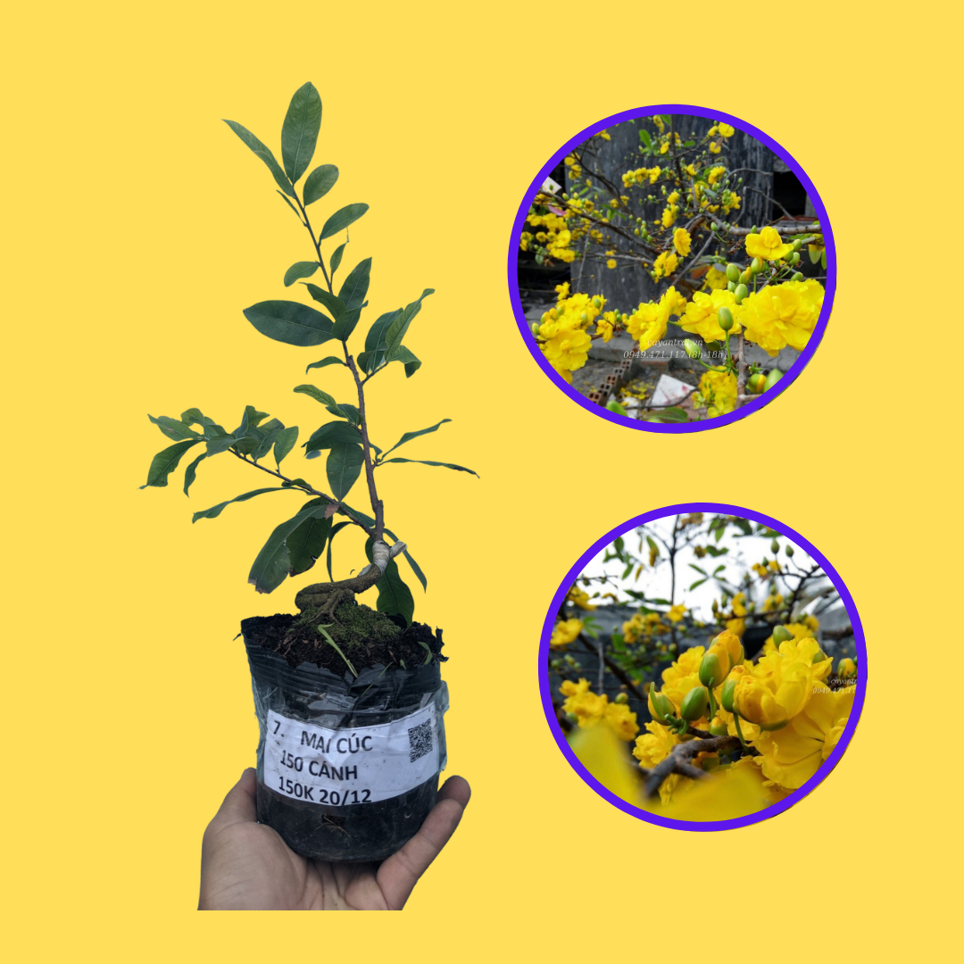 Cây Mai Cúc 150 cánh