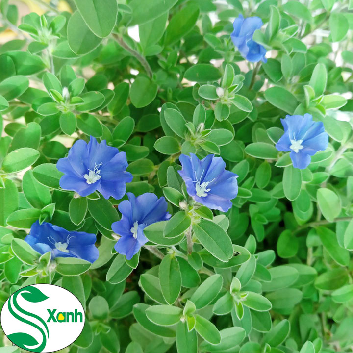 Chậu Cây Giống Hoa Thanh Tú