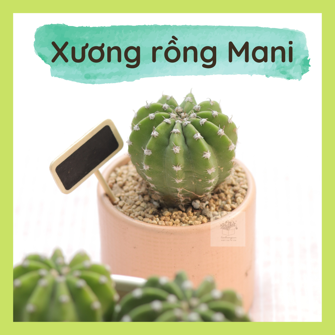 Cây xương rồng - Mani - Combo chậu và cây - Quà tặng sinh nhật nữ, trang trí, decor bàn học - Trồng cây cảnh, cây giống, hoa - Tiệm Thường Xuân