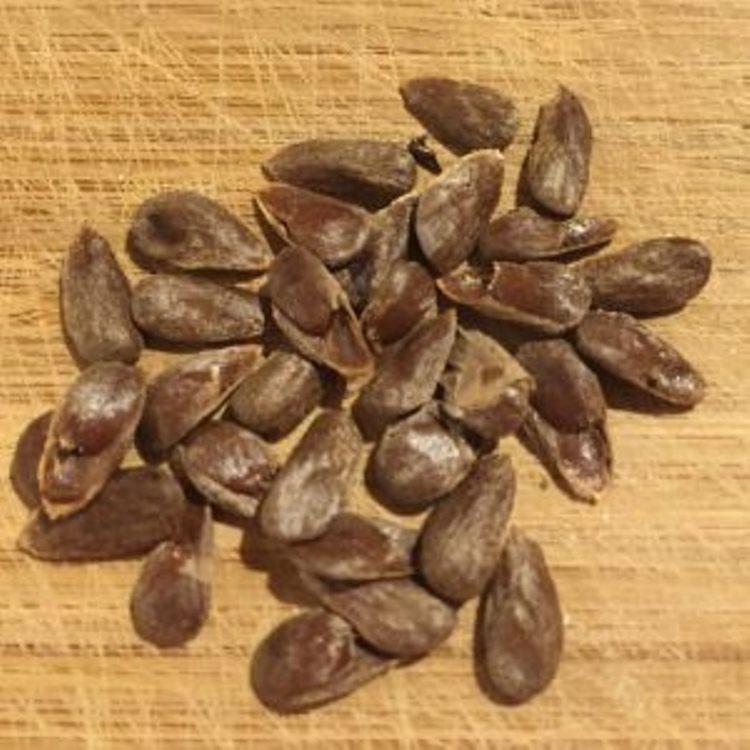 Hạt giống cây Nhàu - gói 10gr - NONISEED10