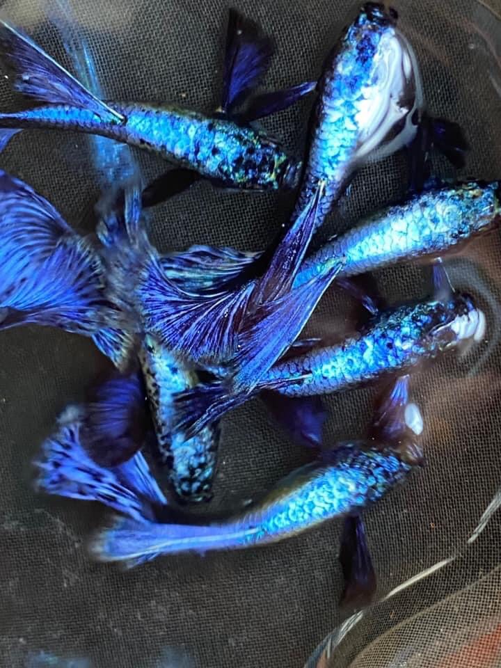 Rồng tím guppy - trang trí