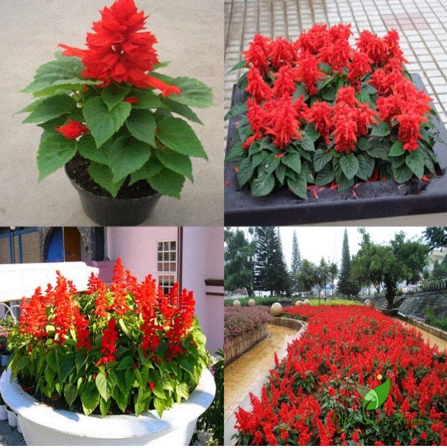 chậu CÂY XÁC PHÁO--HOA CHUẨN TẾT--ĐEM LẠI SỰ MAY MẮN HOAN HỶ