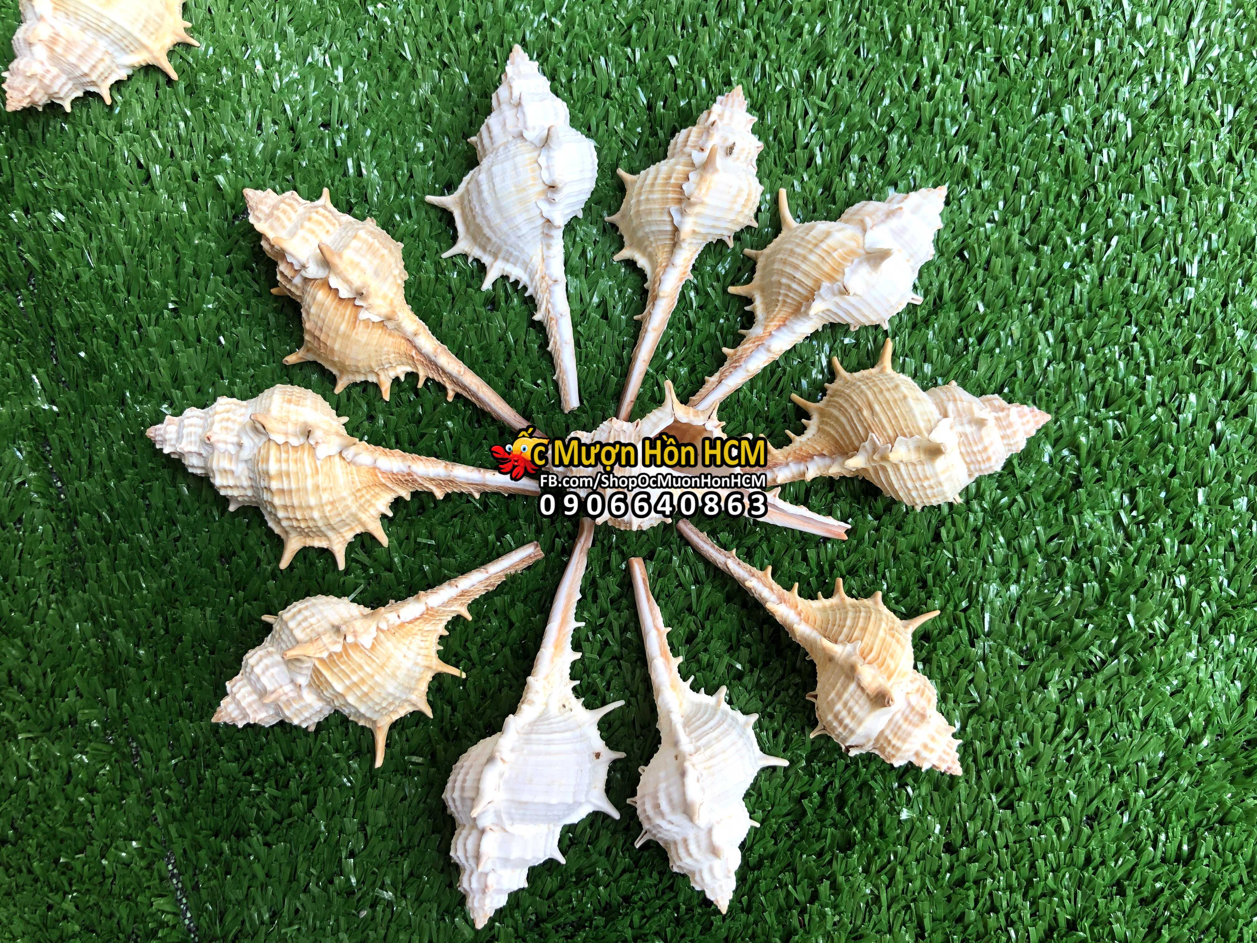 Combo 2 vỏ size s - quà tặng từ biển - vỏ ốc gai - vỏ ốc trang trí - vỏ ốc mượn hồn - vỏ ốc biển tự nhiên