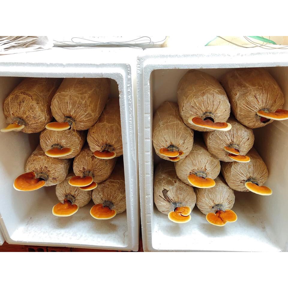 Phôi nấm Linh chi và Mộc Nhĩ