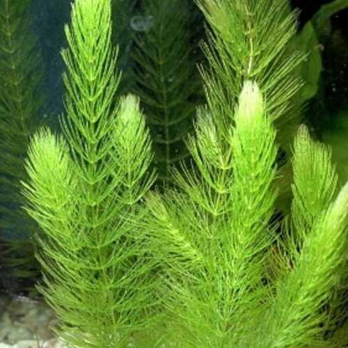 Rong đuôi chồn thủy sinh - 5 nhánh rong đuôi chồn thủy sinh