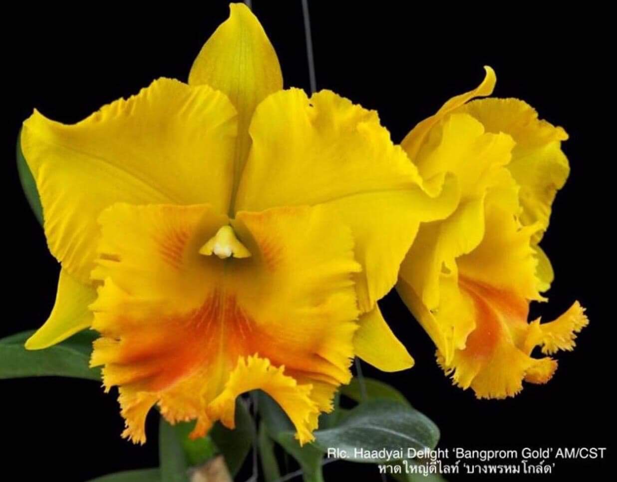 Hoa lan Cattleya Chomthong delight hoa đẹp, siêng hoa