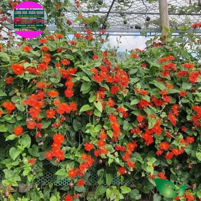 Cúc leo mexico cao khoảng 50-80 cm biểu tượng cho con người kiên trì, bền bỉ, cố gắng không ngừng trong cuộc sống.