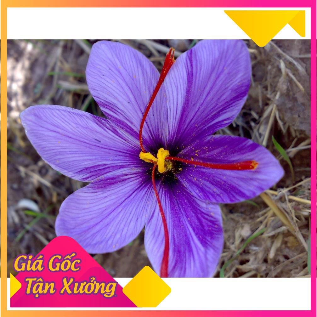 [HCM]Khu Vườn Củ Lan Nghệ Tây Nhụy Hoa Saffron Dắt  Thế Giới .