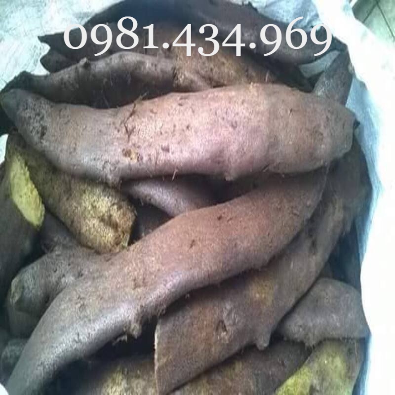 Củ tắc kè đá tốt cho xương khớp loại 01 tốt rừng