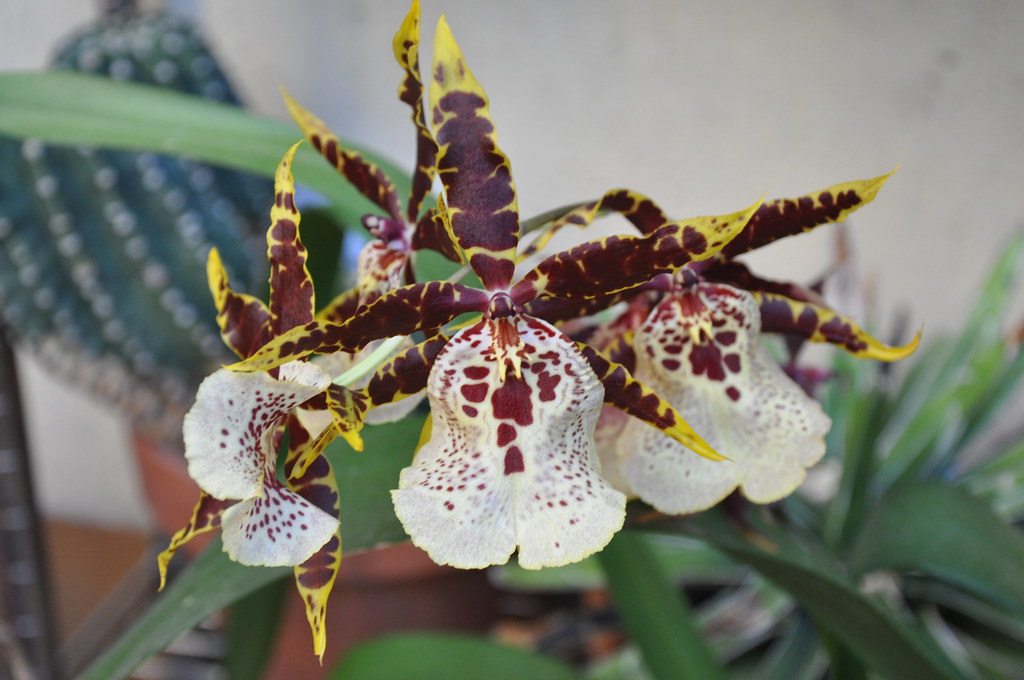 Vũ nữ Degarmoara Flying High cây giống nuôi cấy mô hoa đẹp, độc, lạ FL