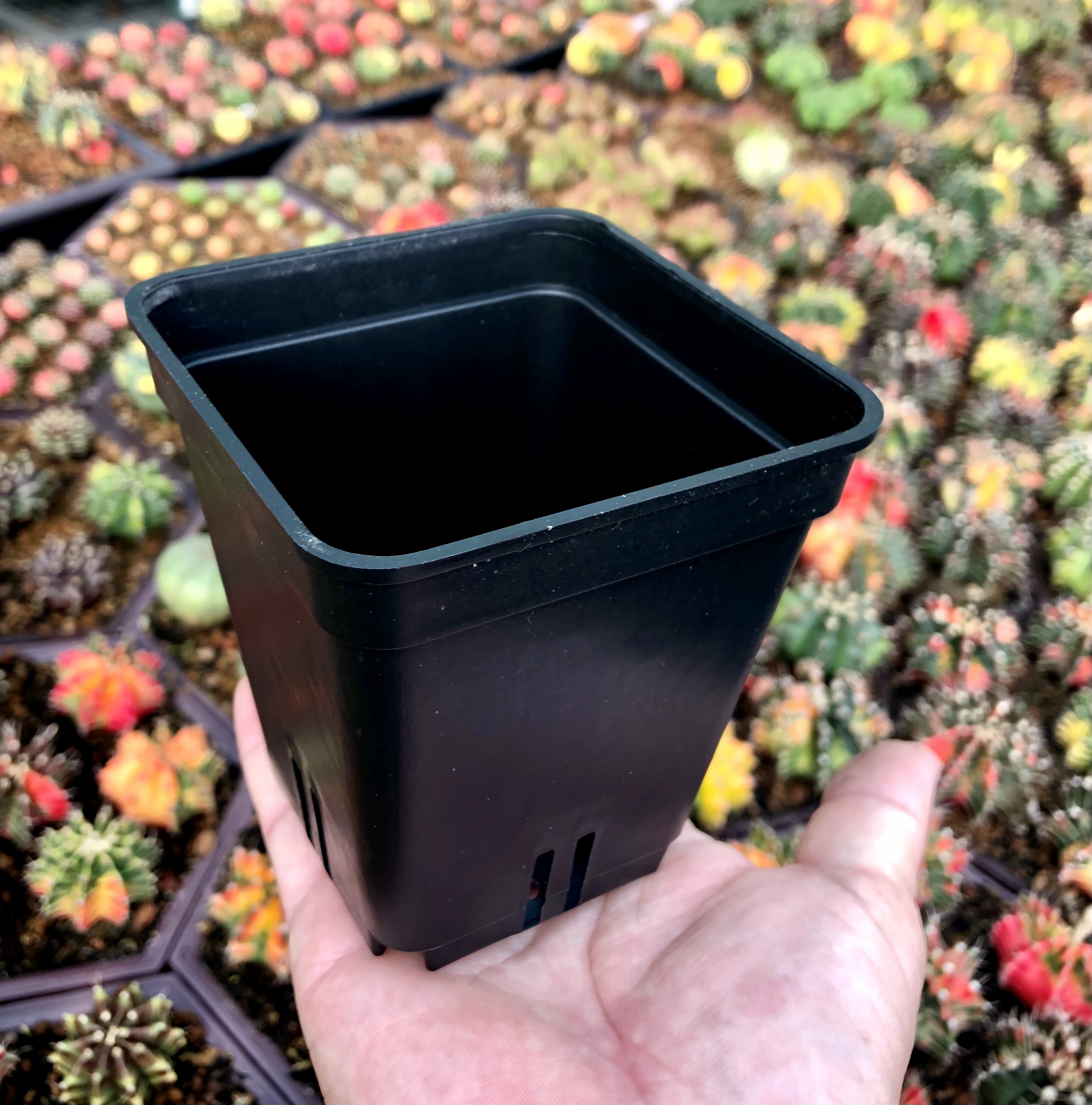 Chậu trồng cây rộng 7cmx dài 7cmx cao 8cm