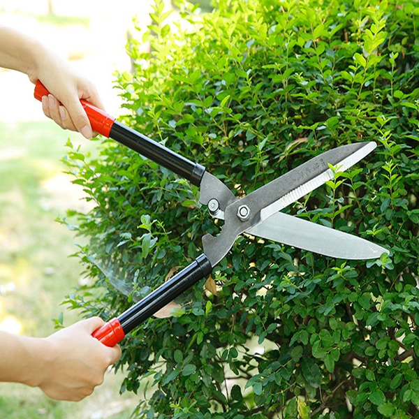 KÉO CẮT TỈA HOA CÂY CẢNH HÀNG RÀO