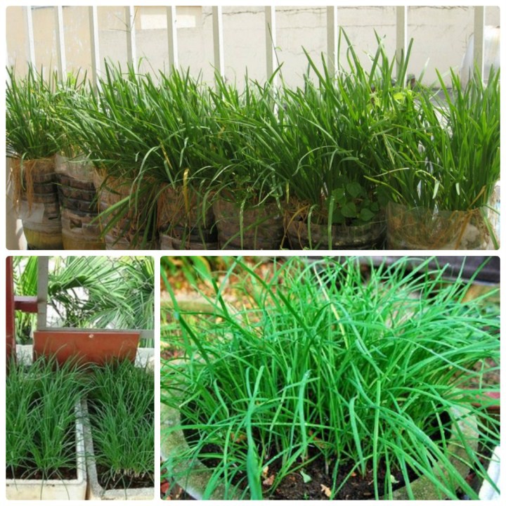 100 hạt giống rau hẹ ta