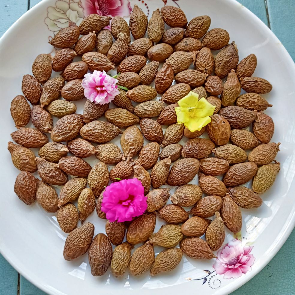 [HCM]500gr hạt Ươi/hạt đười ươi bay rừng hàng chuẩn bay bao nở 100%