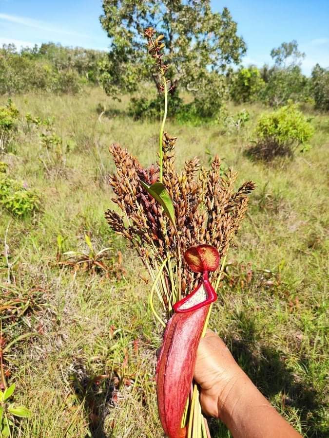 [HCM]hạt giống nắp ấm Nepenthes mirabilis dễ gieo không kén khí hậu - tặng thêm gói hạt ngẫu nhiên