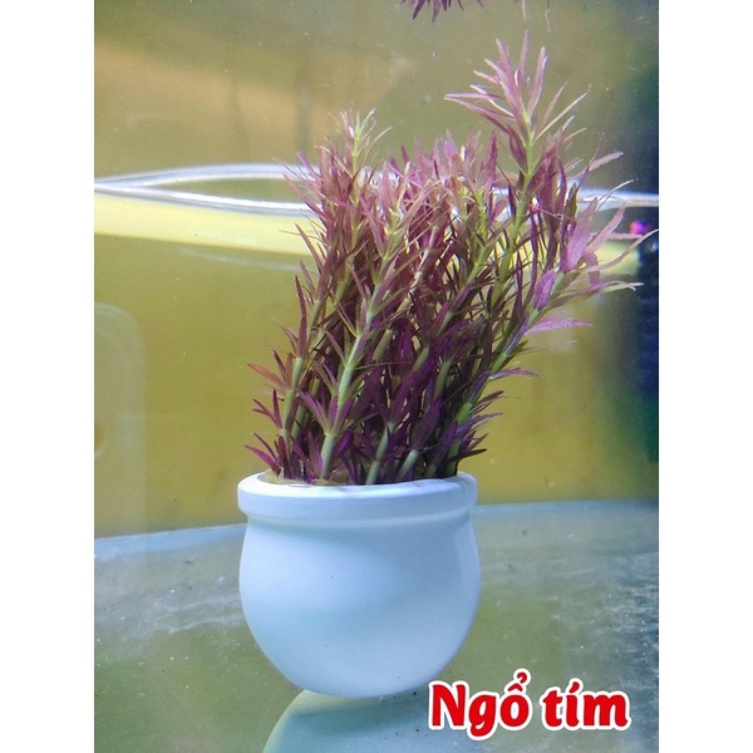 Ngỗ Tím - cây Thủy Sinh dễ trồng không cần c02 và nền