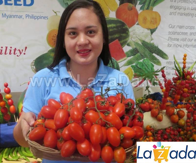 1gr 420.hạt hạt giống cà chua siêu chịu nhiệt sai trái elf 35 độ