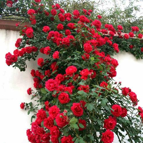 Hạt Giống Hoa Hồng Leo Đỏ. Túi 10 Hạt Loại Dễ Trồng