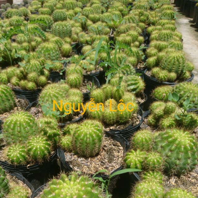 Cây xương rồng bí xanh, mặt hàng đang được săn đón, chất lượng sản phẩm đảm bảo và cam kết hàng đúng mô tả