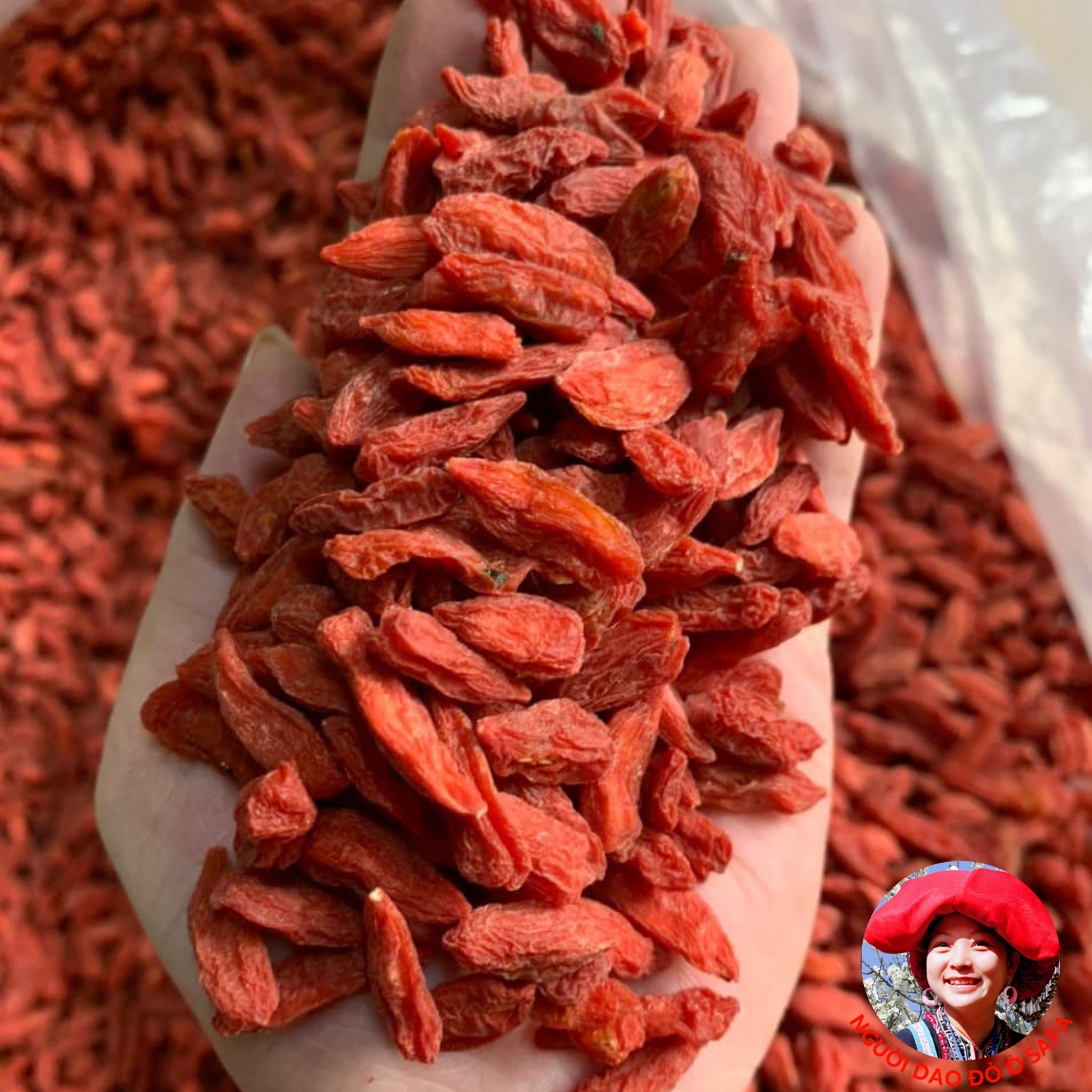 Kỷ tử mộc Ninh Hạ sấy khô size đại AAA. Câu kỷ tử, kỷ tử đỏ, kỉ tử đỏ sấy khô, kỳ tử 3A, kì tử đỏ giúp đẹp da bổ máu