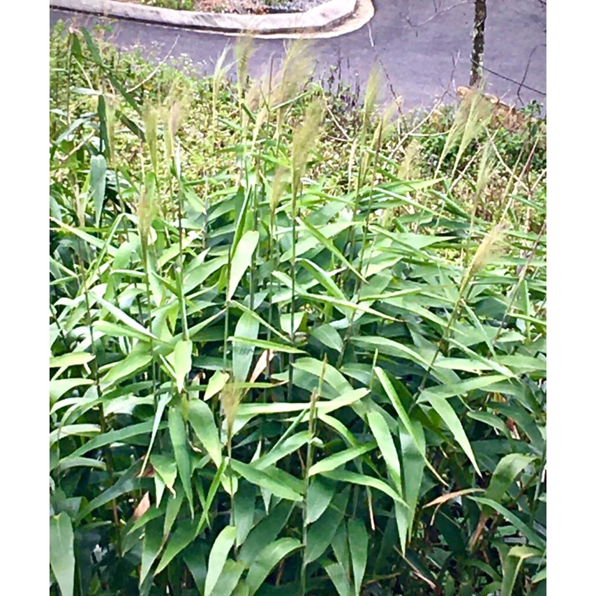 Cây chít giống , cây đọt giống