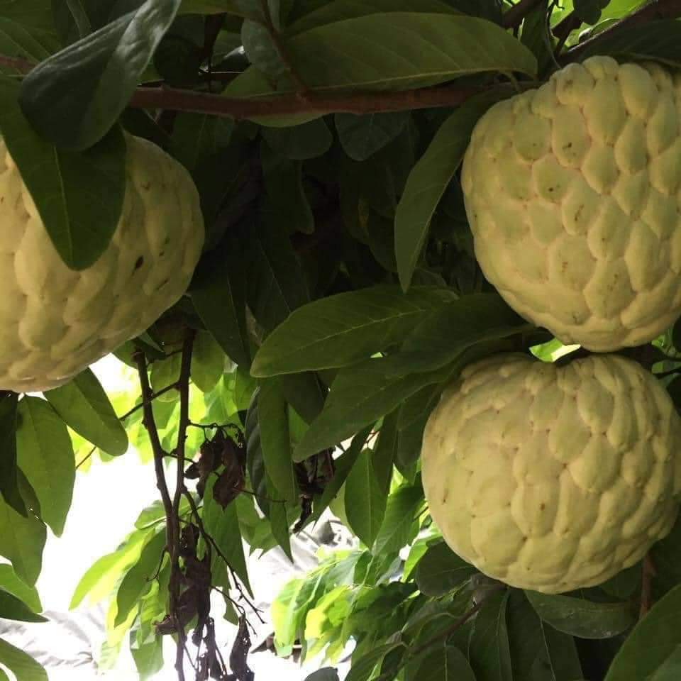Cây giống mãng cầu na thái