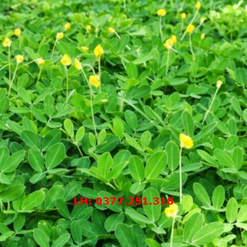 Hạt giống cỏ lạc dại gói 100 hạt - cỏ thảm cảnh, trang trí sân vườn, cảnh quan