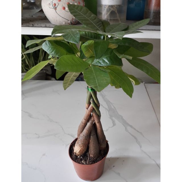 CÂY KIM NGÂN CỦ XOẮN MANG LẠI NHIỀU LỢI ÍCH CHO GIA CHỦ