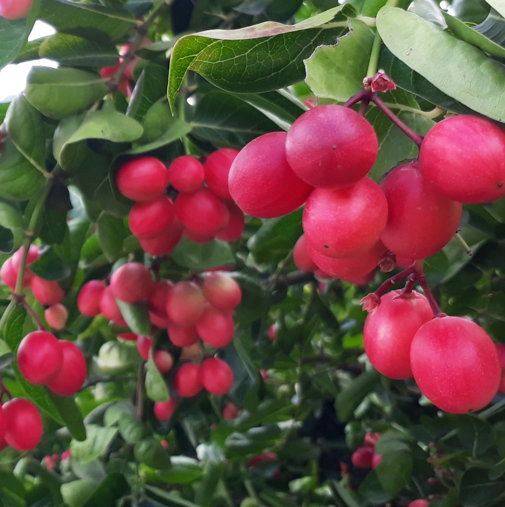 1KG PHÂN BÓN CHO CÂY SIRO, PHÂN BÓN CHO CÂY SI RÔ