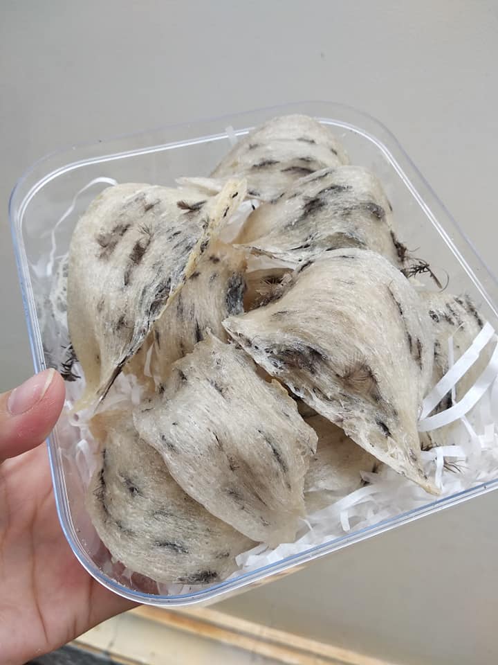 50Gr Tổ yến thô nguyên tổ, ít lông tặng kèm nguyên liệu chưng