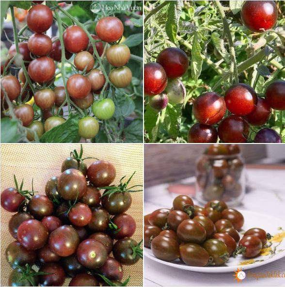 Hạt giống cà chua socola 1 gói 30 hạt - ( TẶNG gói kích thích hỗ trợ hạt nảy mầm)