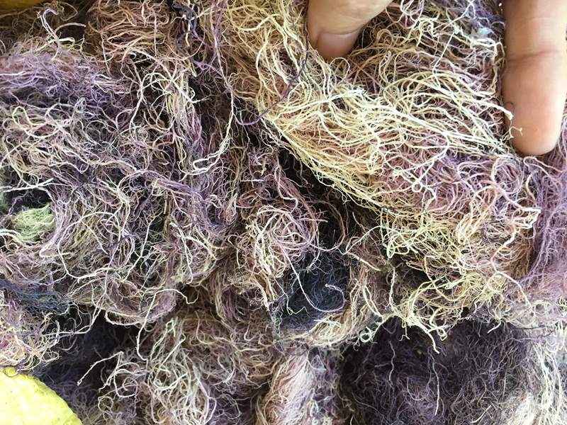 [ HOÀN TIỀN 10% ]1KG RAU CÂU XU XOA LOẠI 1 ĐẶC BIỆT NGON TỰ NHIÊN SẠCH KHÔNG TẨY QUẢNG NGÃI